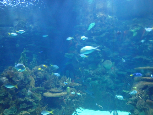 L'Oceanogr&agrave;fic Center.